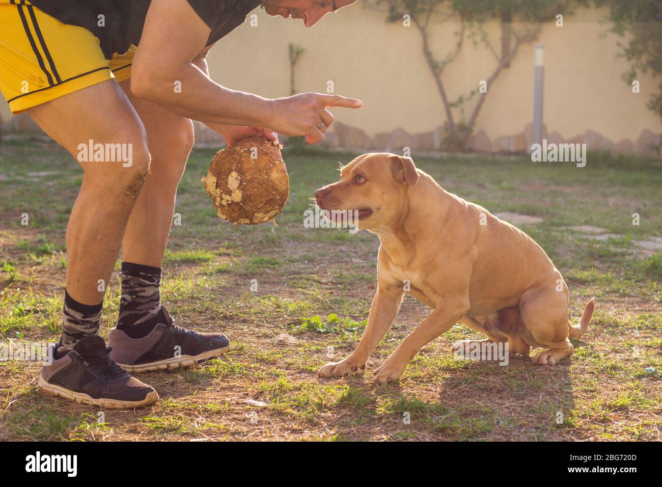 Hombre jugando con el perro en el patio trasero Foto de stock