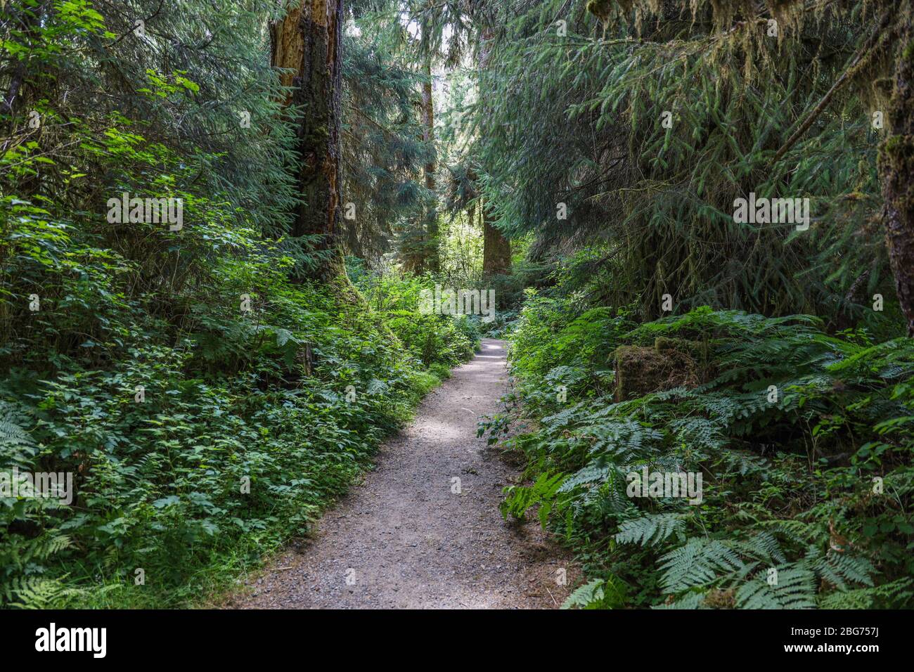 El sendero natural Spruce en el bosque pluvial Hoh del Parque Nacional Olímpico. Foto de stock