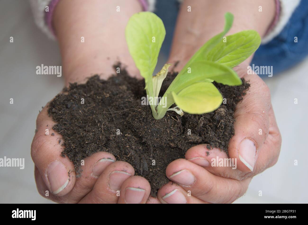 La vida futura, la visión conceptual sobre manos humanas que sostienen brotan Foto de stock