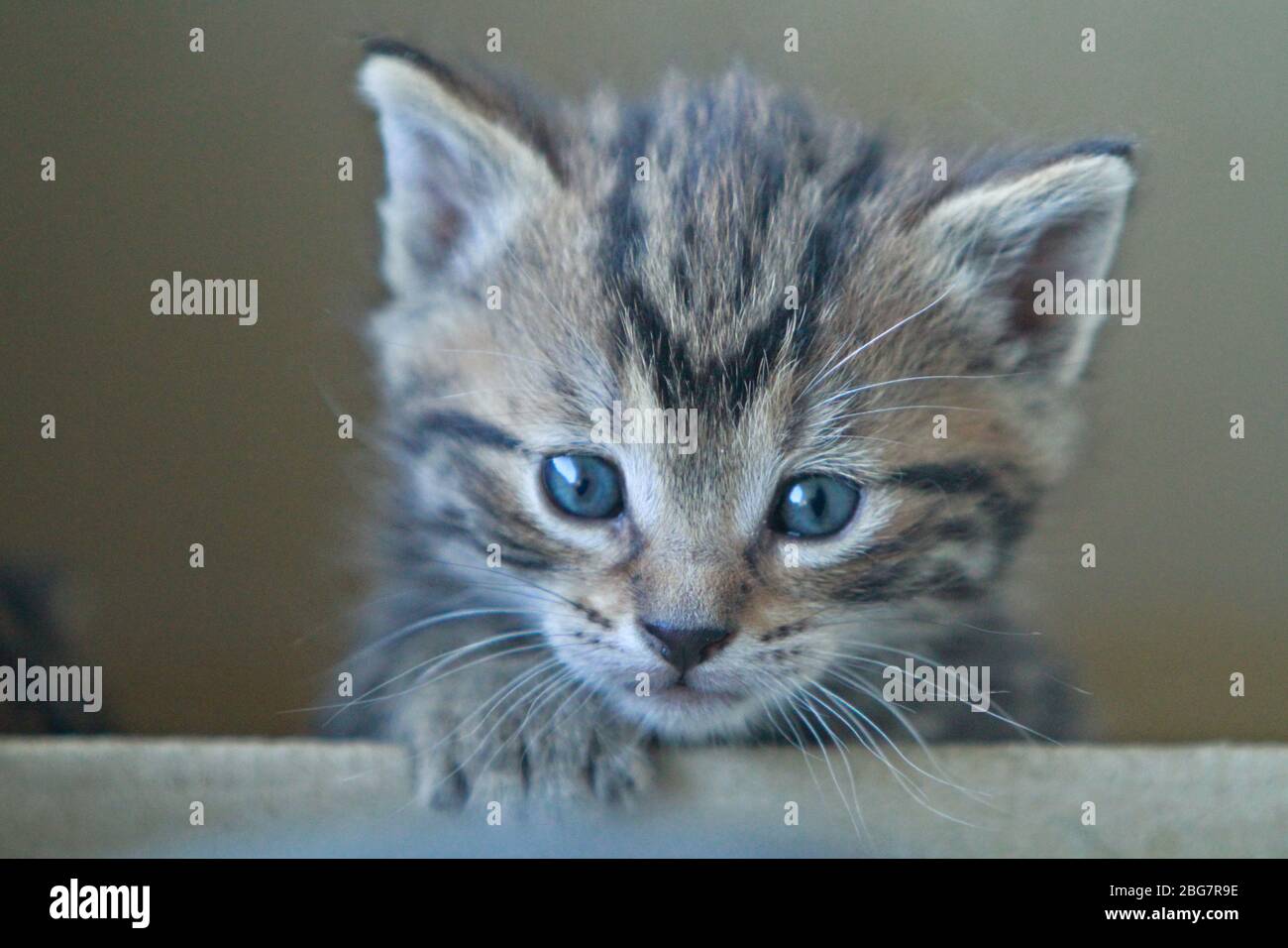 curios pequeño gatito peeking fuera de la caja Foto de stock