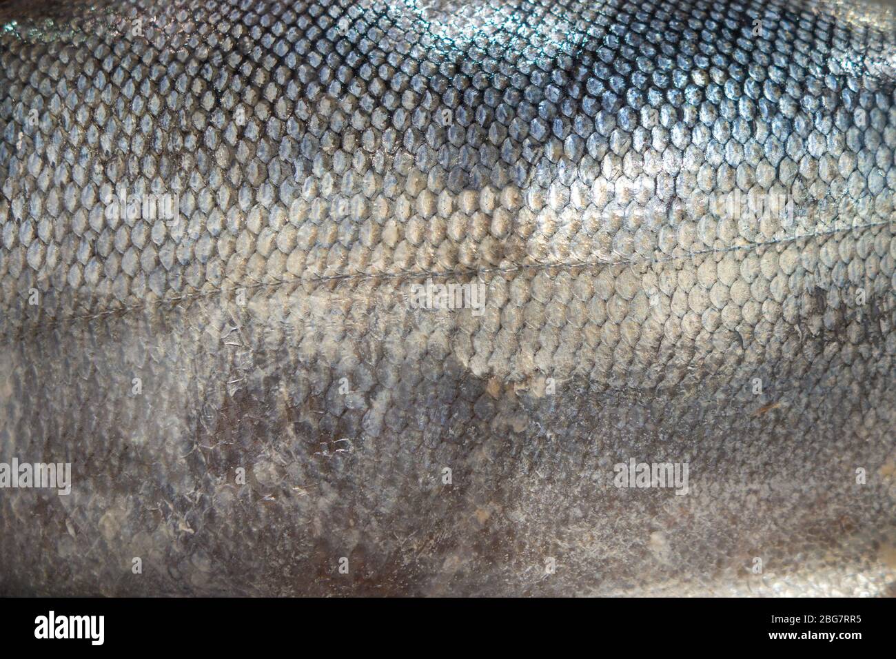 primer plano de las escamas de piel de pescado fresco de un pez de mar Foto de stock