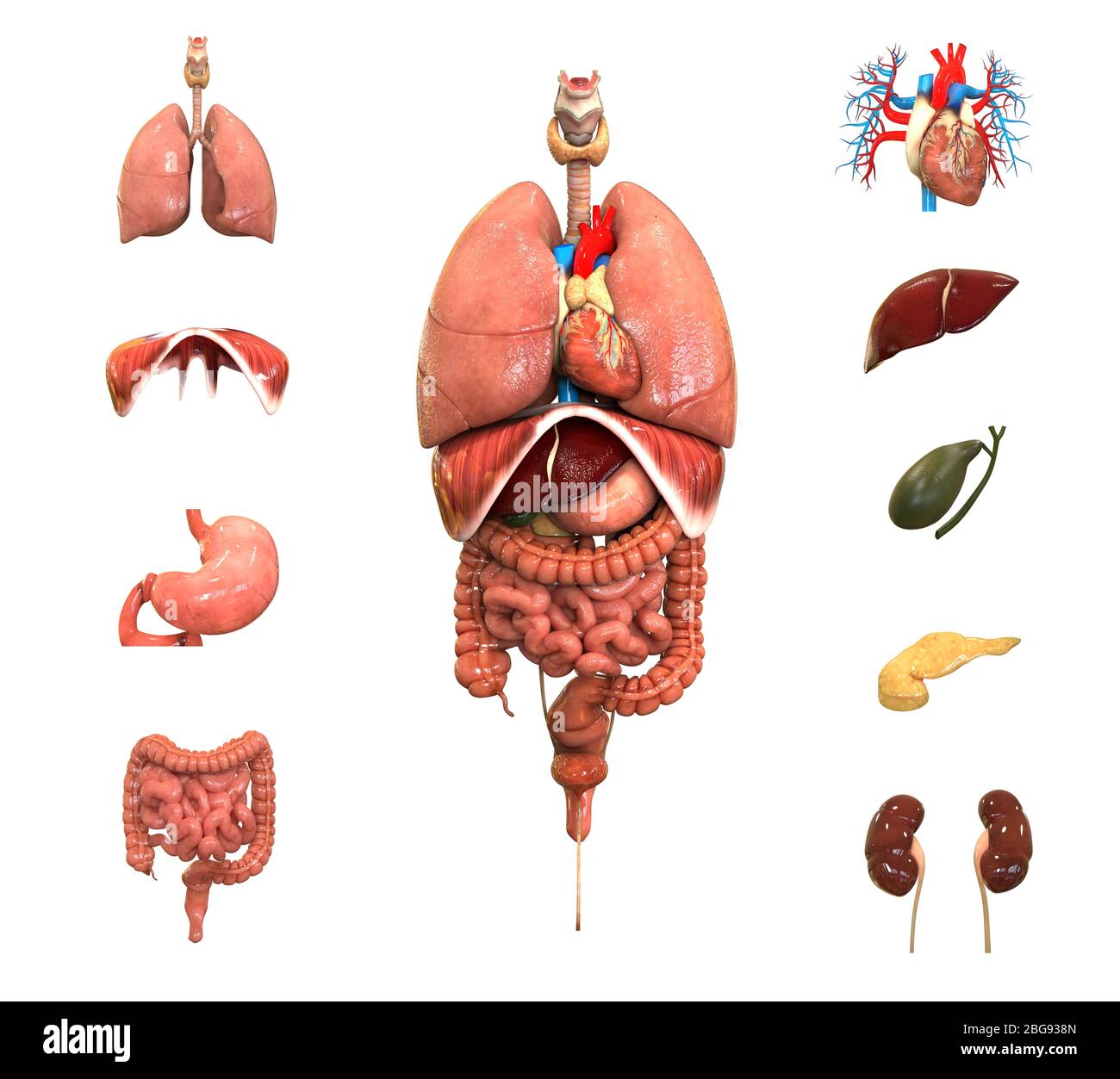 Cuerpo humano Anatomía completa de los órganos internos Foto de stock