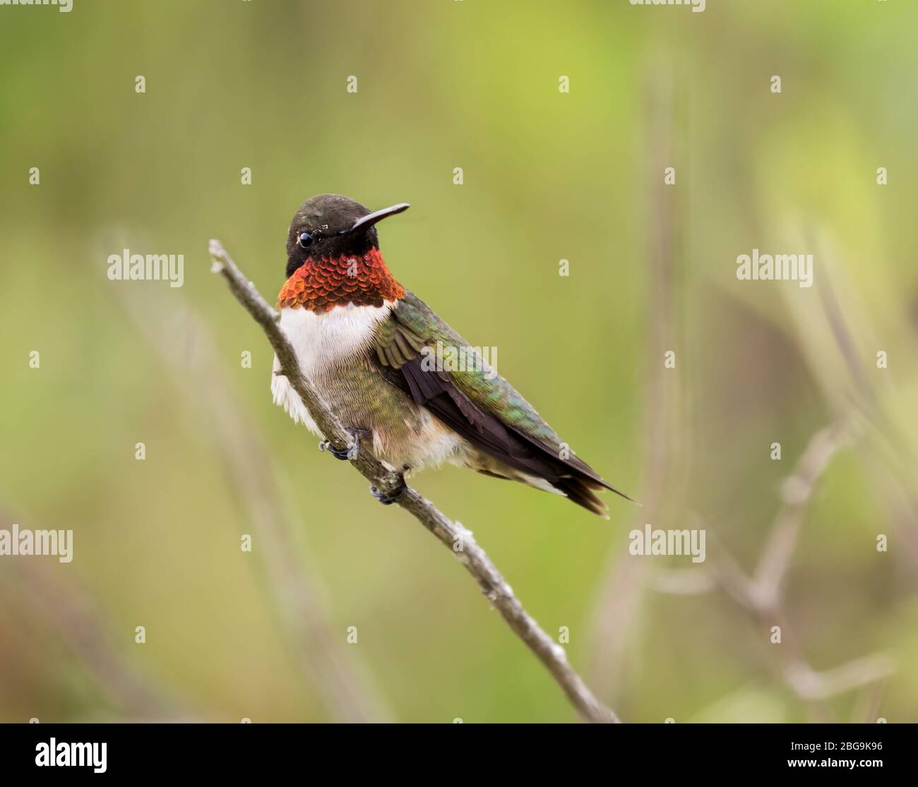 El macho de colibrí de garganta rubia (Archilochus colibris) encaramado en la rama Foto de stock