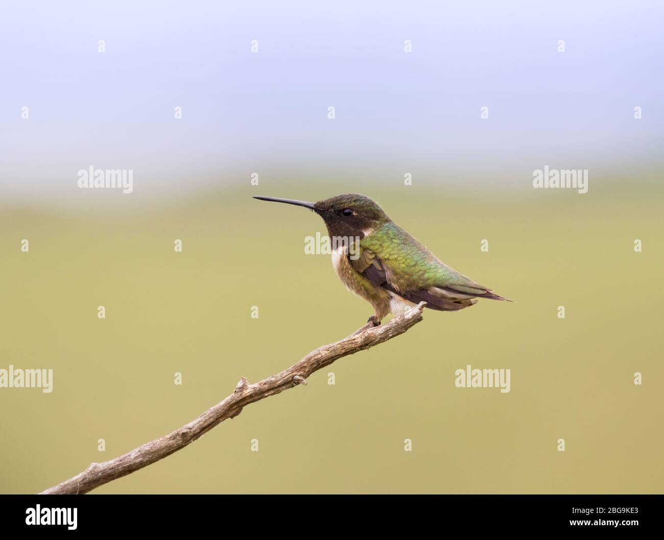 El macho de colibrí de garganta rubia (Archilochus colibris) encaramado en la rama Foto de stock