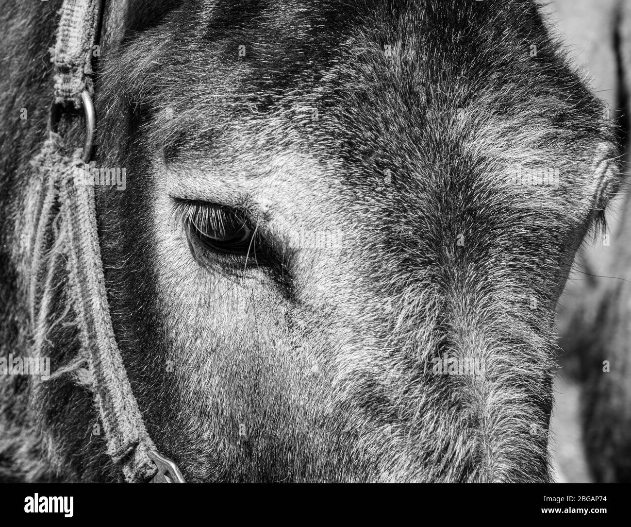 Primer plano artístico de un burro. Burro retrato. Imagen en blanco y