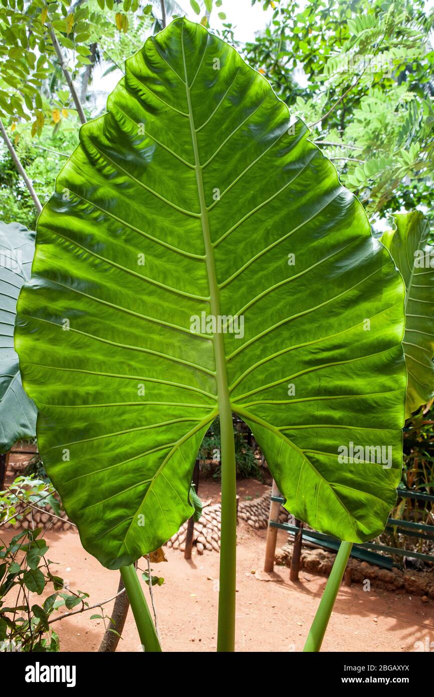 Xanthosoma, oreja de elefante. Hoja gigante verde. Xanthosoma es un género de plantas con flores perteneciente a la familia Araceae. Foto de stock