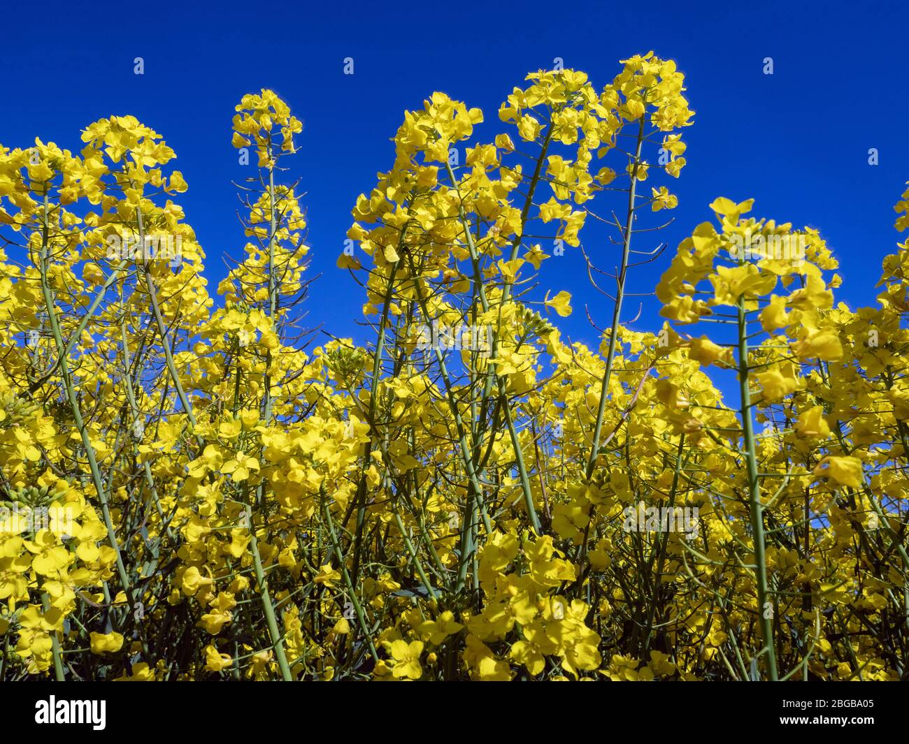 Colza (Brassica napus subsp. Napus) en flor a finales de marzo Foto de stock