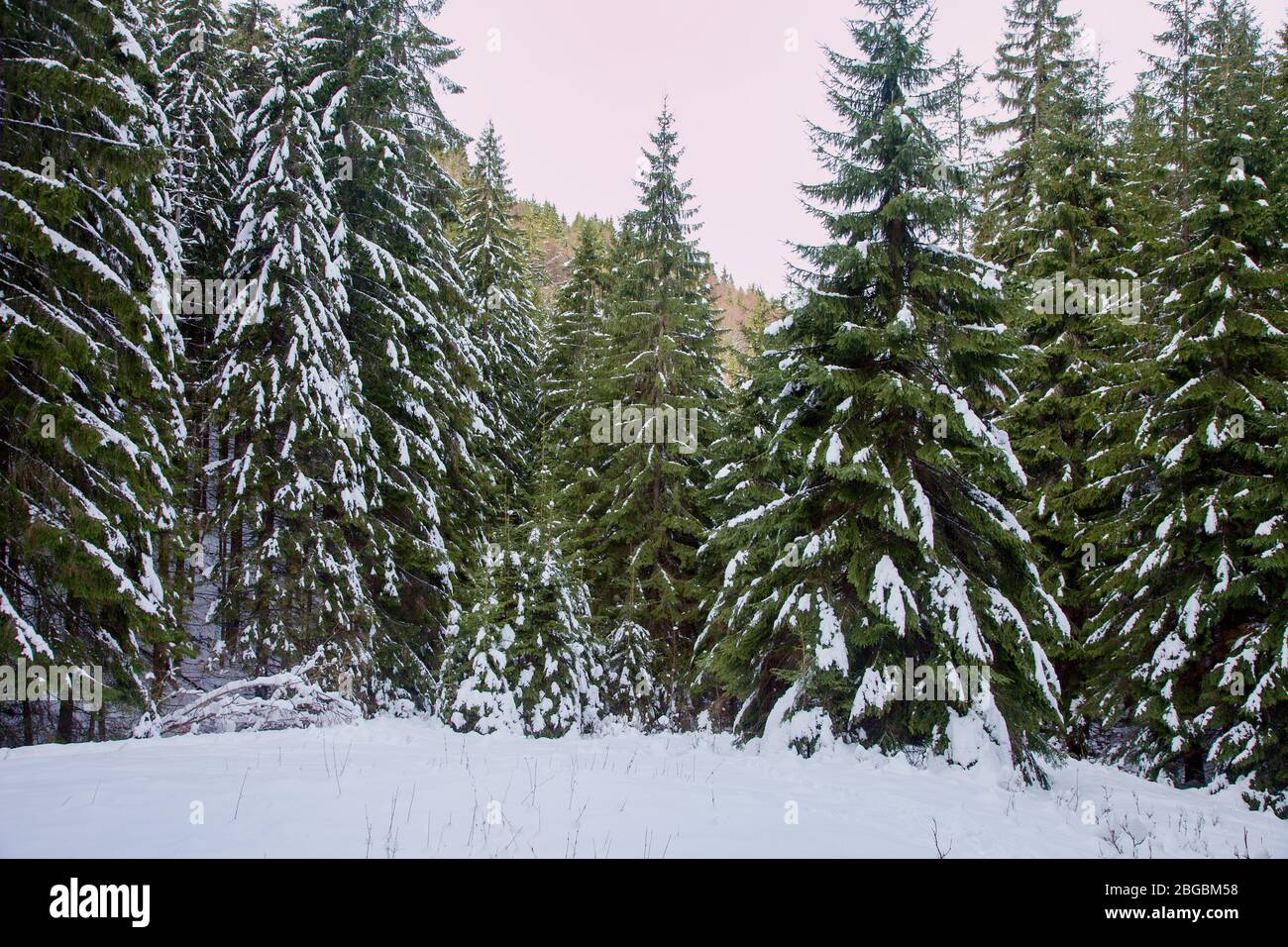 Bosque de piceas cubierto de nieve durante el invierno bajo el pico Salatín, Eslovaquia Foto de stock