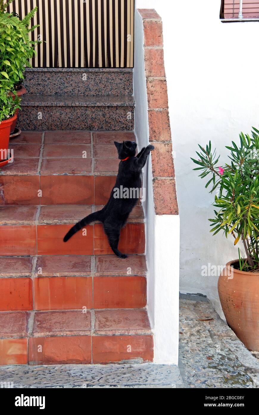 Gato que se extiende por una pared en un pueblo blanco (pueblo blanco), Frigiliana, Costa del Sol, provincia de Málaga, Andalucía, España. Foto de stock