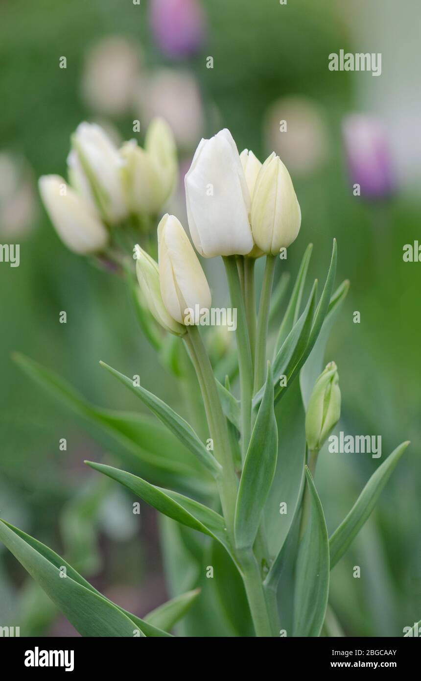 Tulipán amarillo con flores de peonías. Tulipanes Azebono. Tulipán amarillo  y naranja dorado Fotografía de stock - Alamy