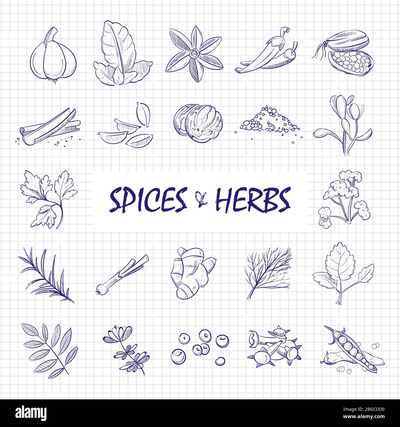Especias y hierbas dibujadas a mano en la página del cuaderno. Hierbas y especias naturales, perejil aroma de hojas, romero y jengibre. Ilustración vectorial Ilustración del Vector