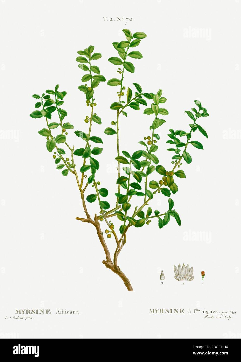 Cabo mirto, Myrsine africana de Trait des Arbres et Arbustes que lon cultive en France en pleine terre (180118.jpg - 2BGCHHX Foto de stock