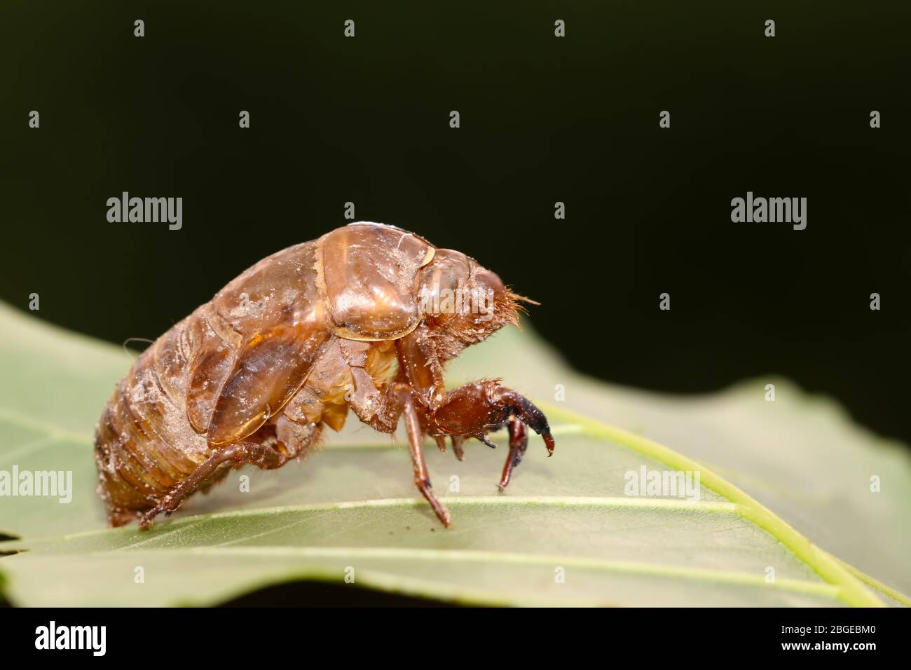 una especie de concha de insectos Foto de stock