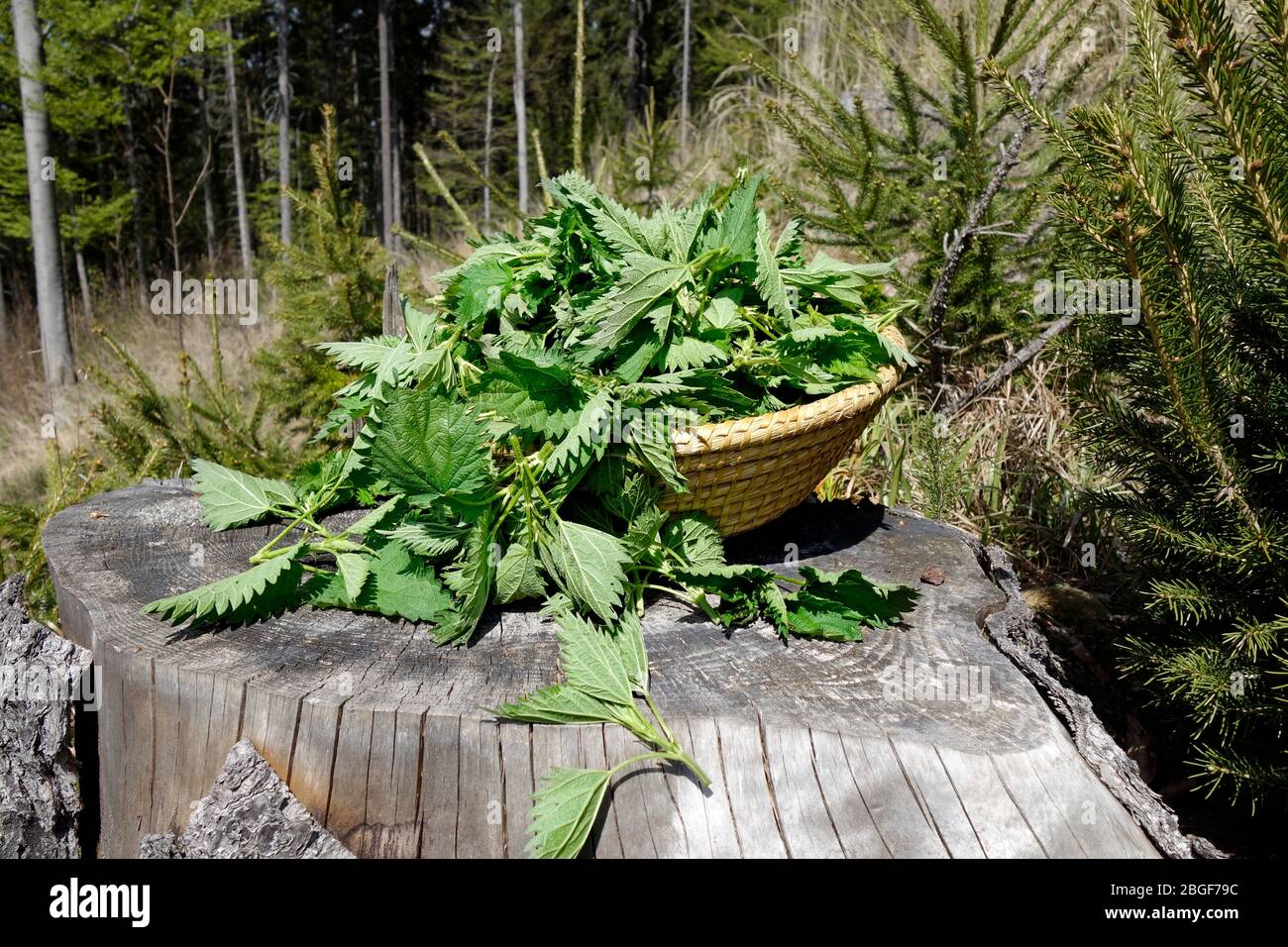 Ortiga fresca forrada silvestre comestible (Urtica dioica), en mimbre con ambiente de montaña en el fondo. Foto de stock