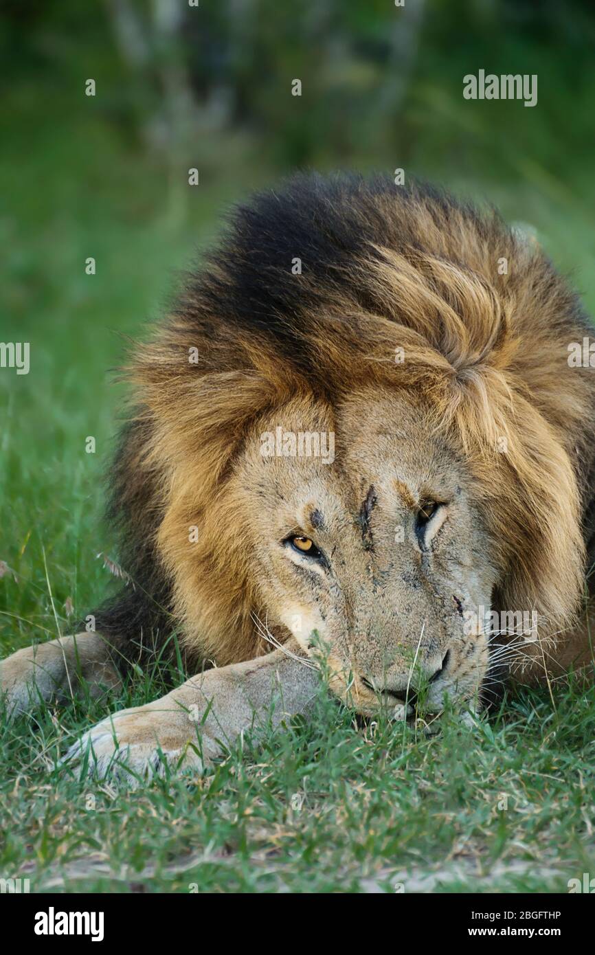 Retrato de león perezoso, Maasai Mara, Kenia Foto de stock