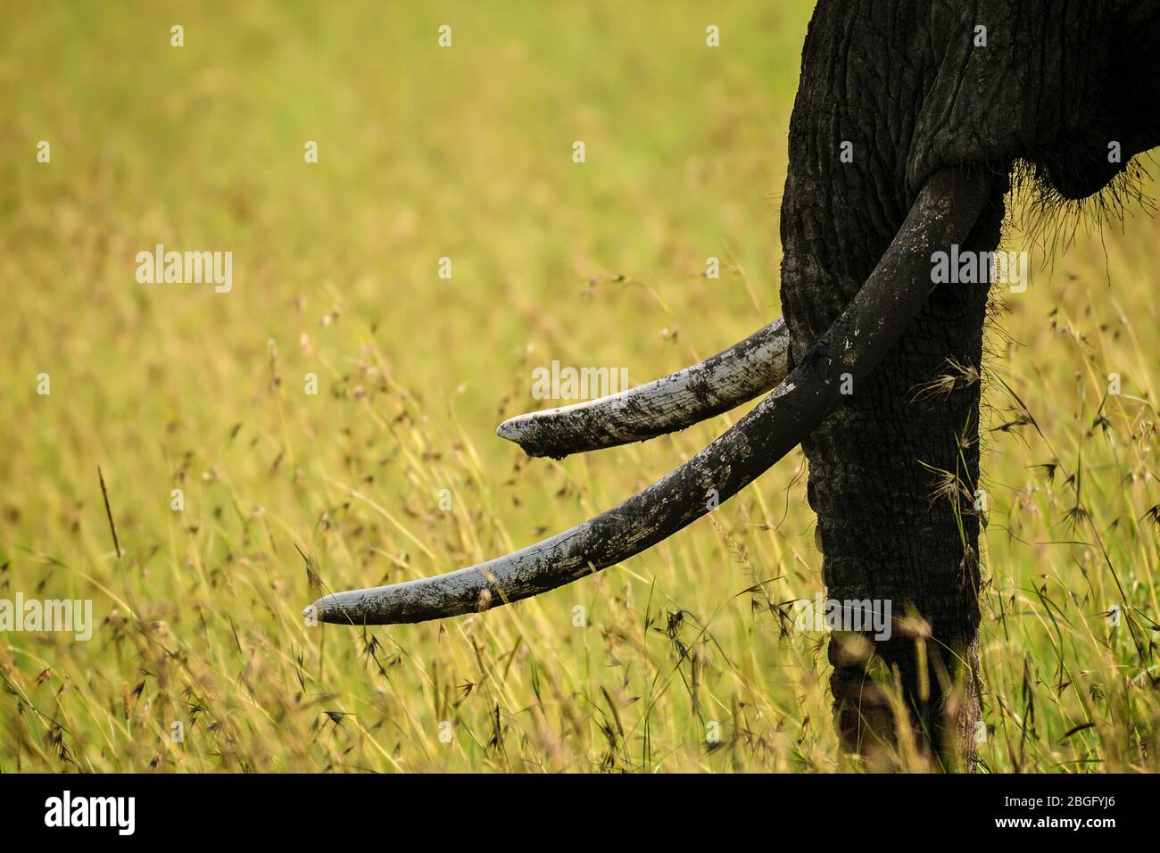 Tronco y colmillos de elefante, Maasai Mara, Kenya Foto de stock