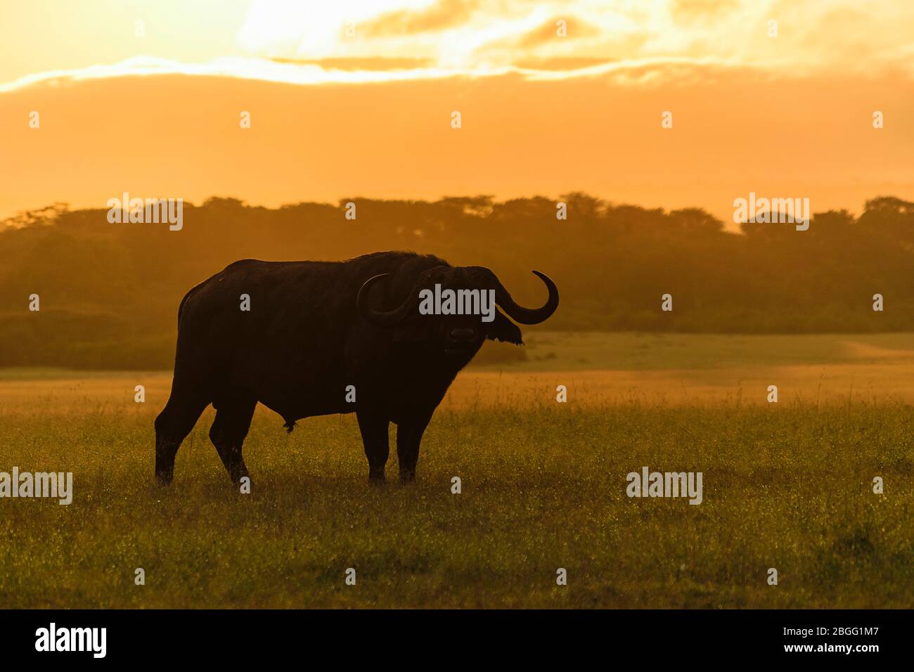 Búfalo por la mañana a la luz en las llanuras de Maasai Mara, Kenia Foto de stock
