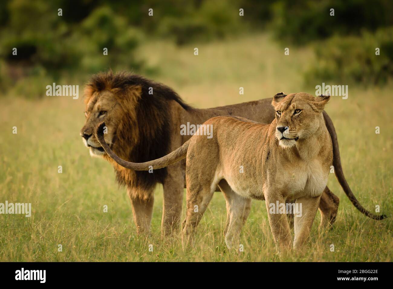 Pareja de leones en Maasai Mara, Kenia Foto de stock