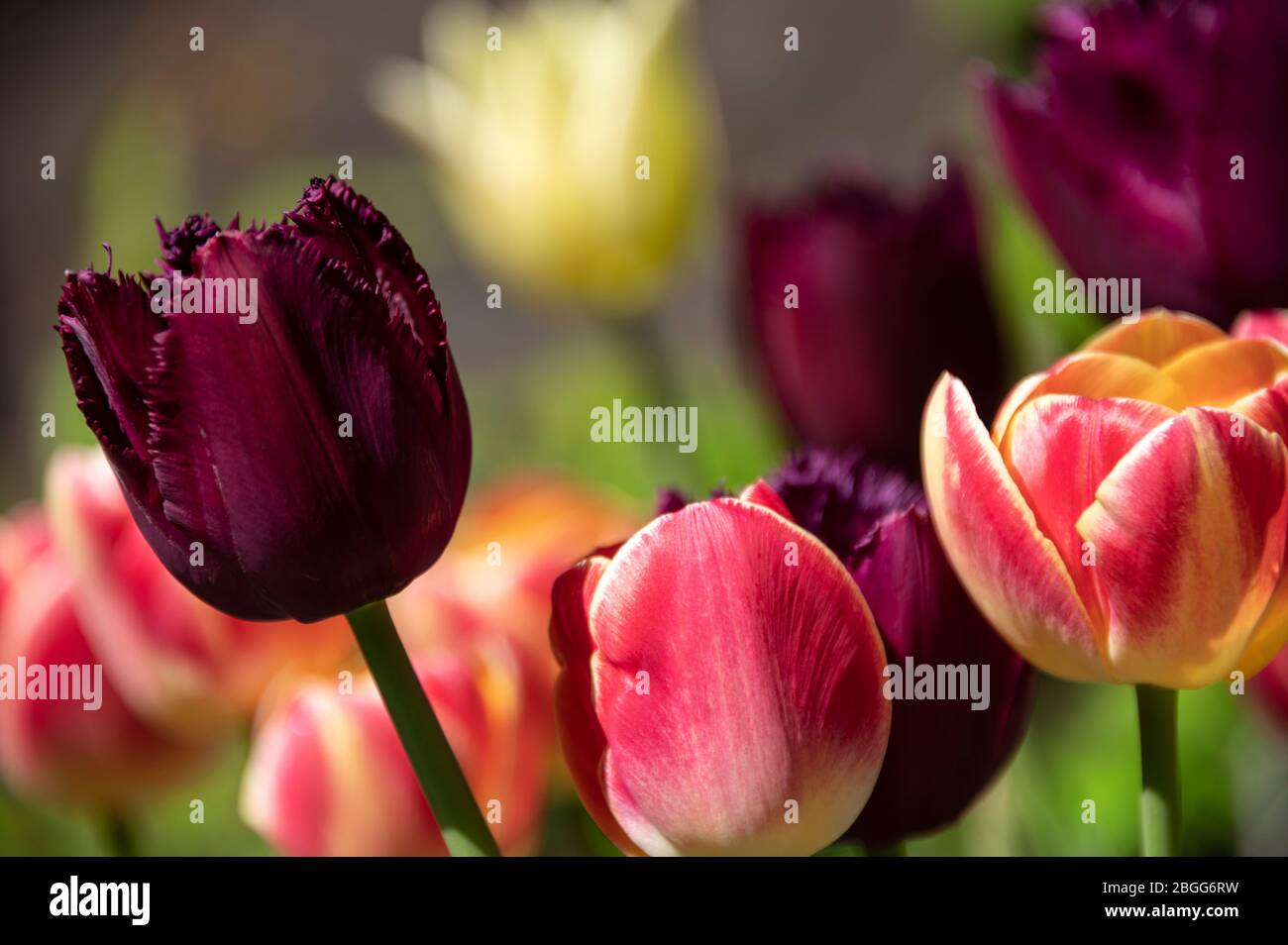Flor nacional de afganistán fotografías e imágenes de alta resolución - Alamy Flor nacional de afganistán fotografías e imágenes de alta resolución - Alamy