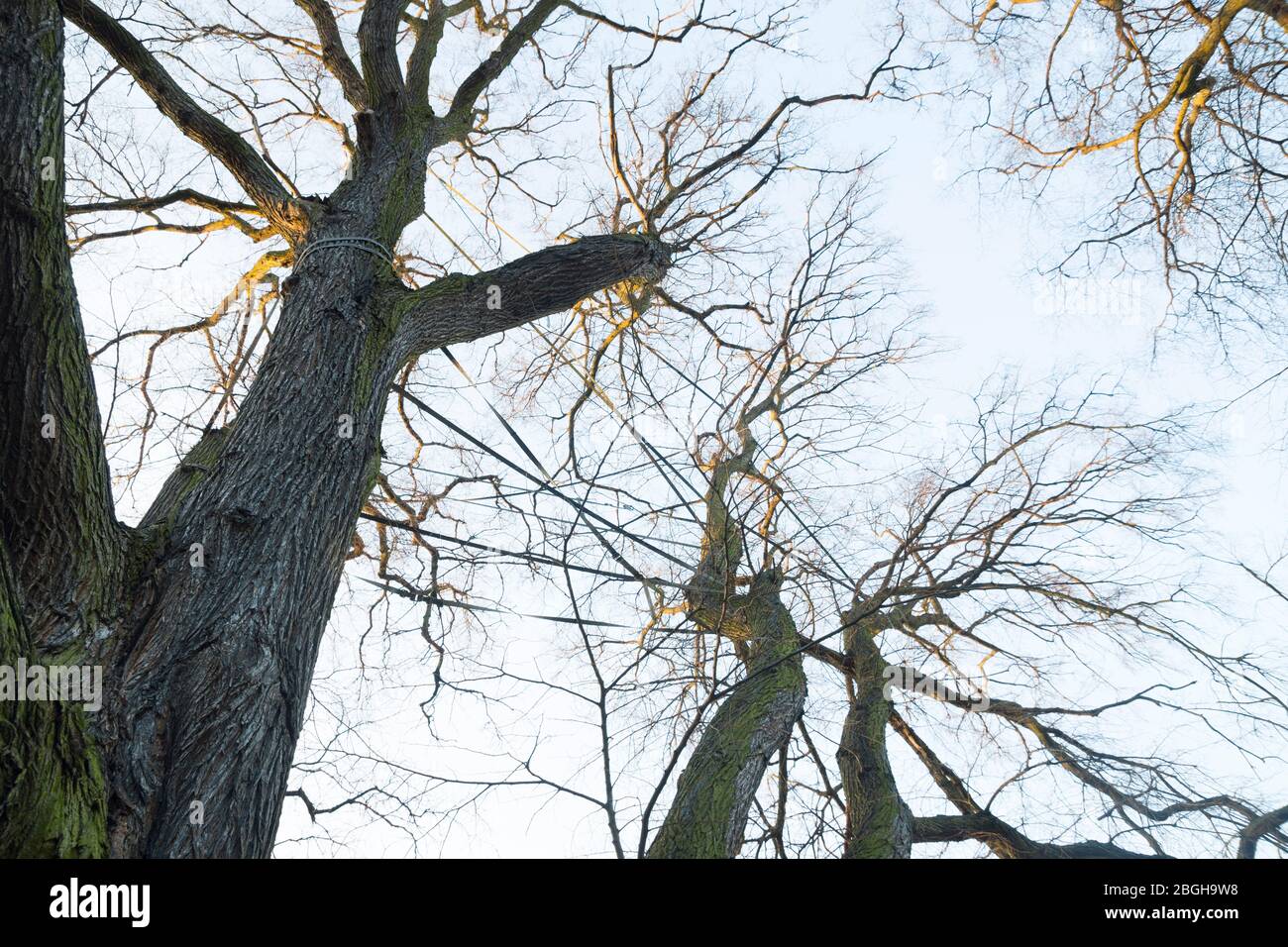 Árbol viejo protegido en / mit bändern gestützter alter Baum / Parque de los Treptower / Belin Foto de stock