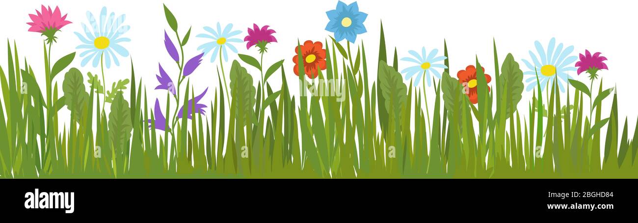 Hierba verde de verano y flores. Plantas de jardín y hierbas de campo vector fondo. Ilustración de hierba y flor coloreada en el césped Ilustración del Vector