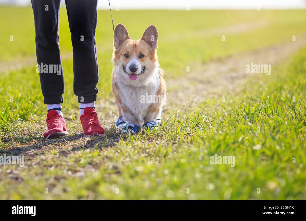 Jog dog fotografías e imágenes de alta resolución Alamy