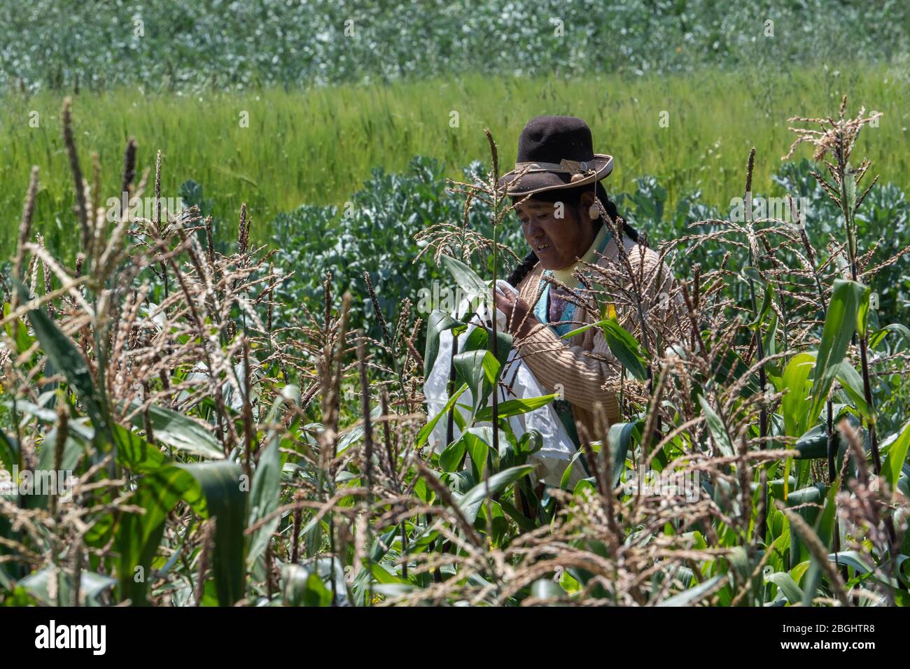 Mujer nativa con sombrero trabajando en campo de maíz, Isla Taquile, Lago Titicaca, Perú Foto de stock