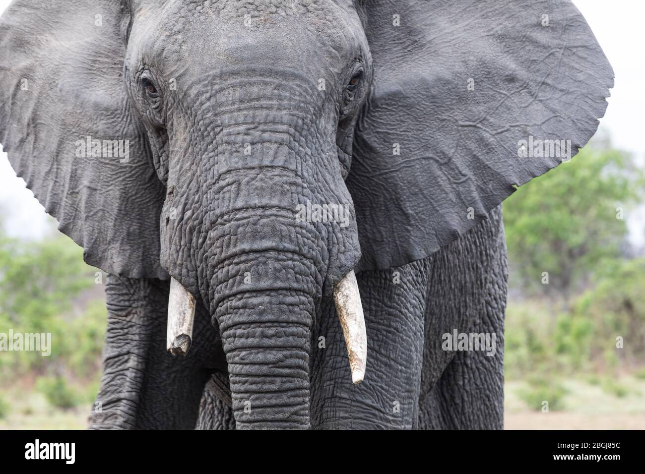 Las llanuras de Busanga, un destino exclusivo para safaris en el Parque Nacional de Kafue, en el noroeste de Zambia, hogar de rebaños de elefante africano, Loxodonta africana. Foto de stock