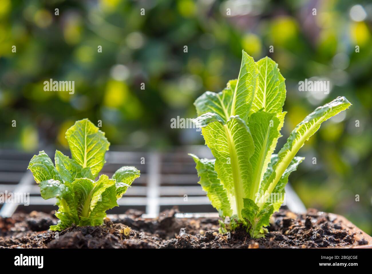 Primer plano de las plantas jóvenes de lechuga romana que crecen en maceta de flores en el jardín de contenedores Foto de stock