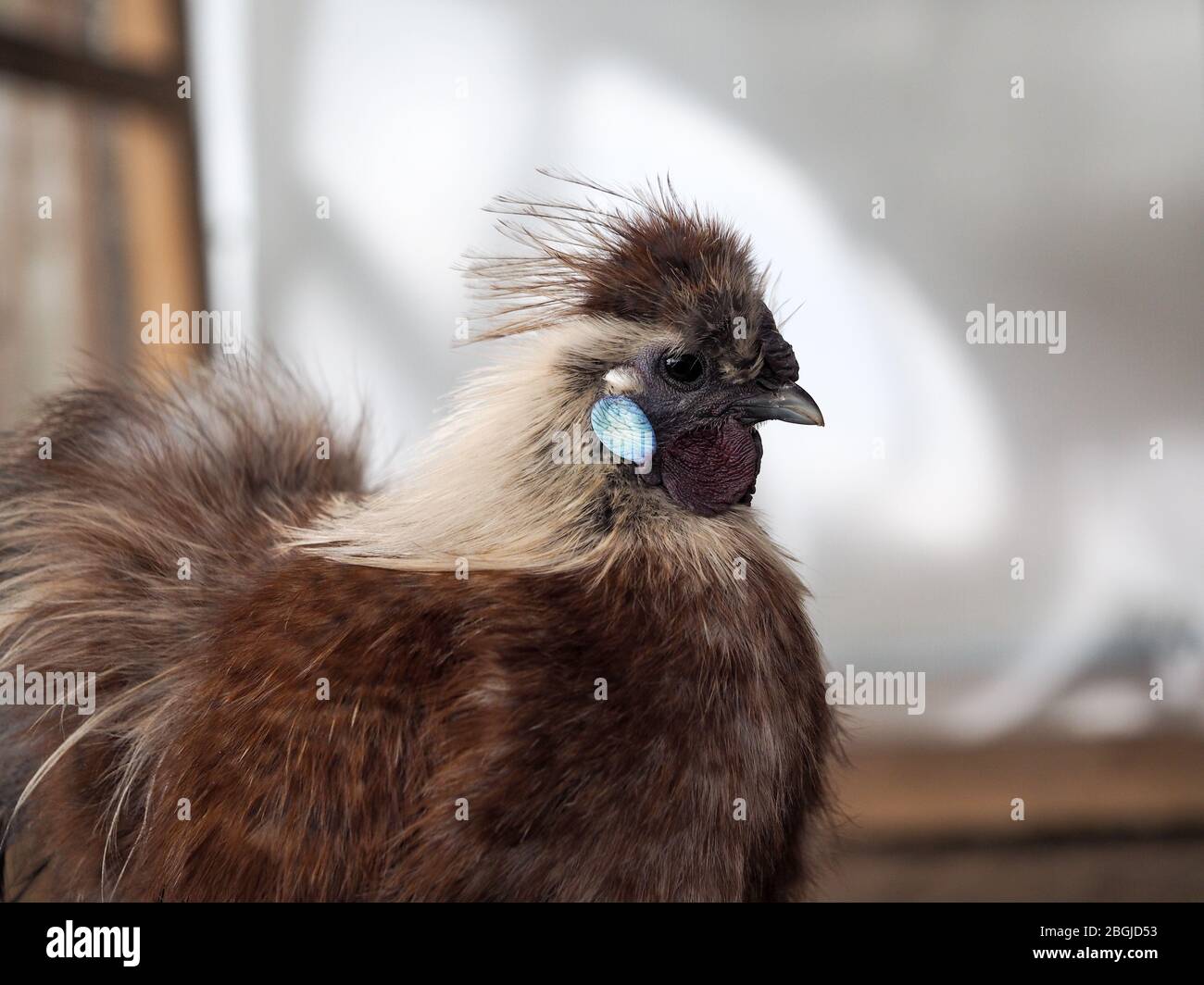 Retrato de un pájaro exótico. Pollo de seda chino Foto de stock