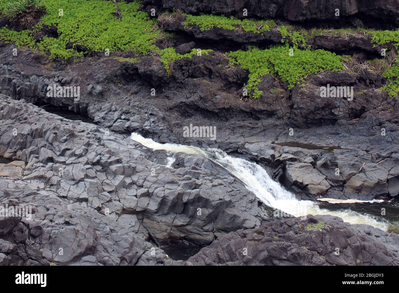 Una sección de la corriente de Palikea, Oheo Gulch, siete piscinas sagradas, corriendo a través de roca volcánica con plantas saccada de Scaevola creciendo en la roca, Maui, Hawa Foto de stock