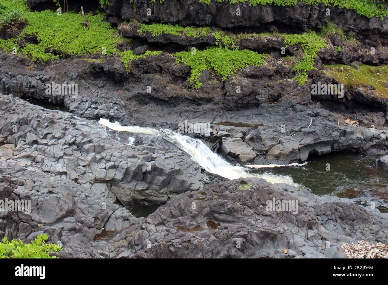 Una sección de la corriente de Palikea, Oheo Gulch, siete piscinas sagradas, corriendo a través de roca volcánica con plantas saccada de Scaevola creciendo en la roca, Maui, Hawa Foto de stock