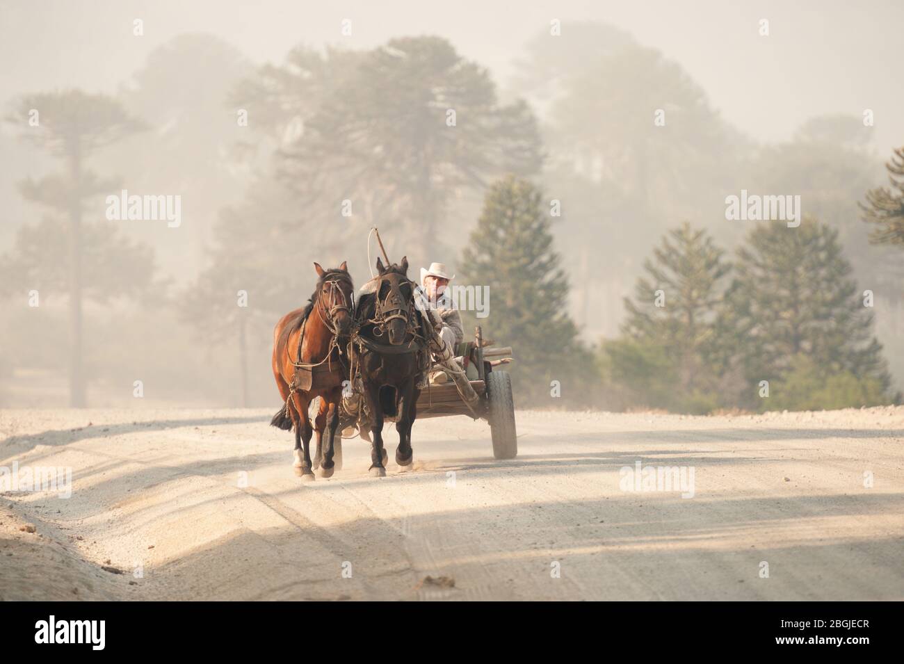 Villa Pehuenia, Argentina -17 de enero de 2014: Carro de madera de caballos con dos caballos que bajan por un camino de tierra con araucaria en el fondo. Foto de stock