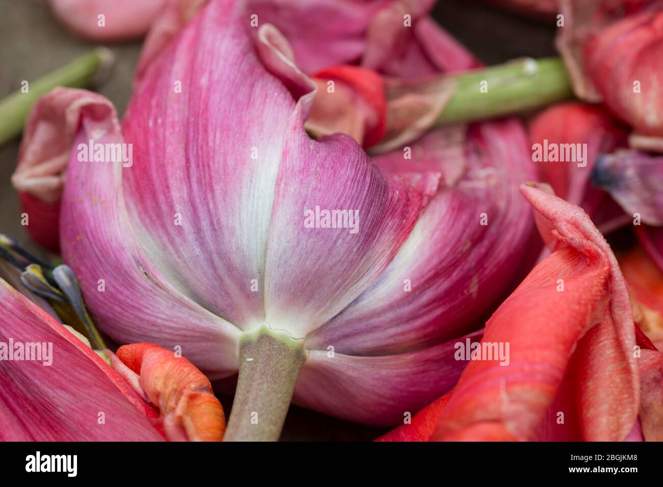 Flores caidas en la tierra fotografías e imágenes de alta resolución - Alamy Flores caidas en la tierra fotografías e imágenes de alta resolución - Alamy