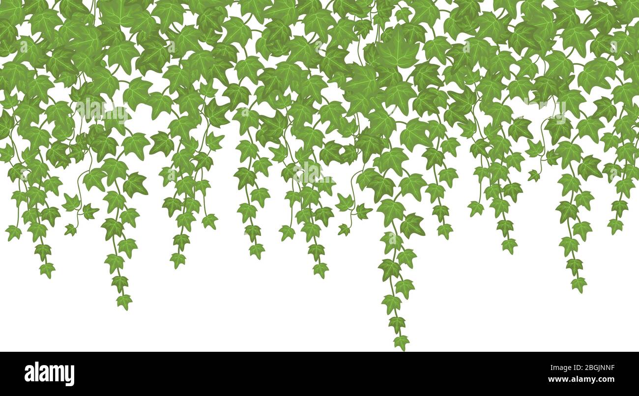 Planta de escalada de pared de hiedra verde colgando de arriba. Jardín decoración vector fondo. Ilustración planta hoja verde, follaje creciente Ilustración del Vector