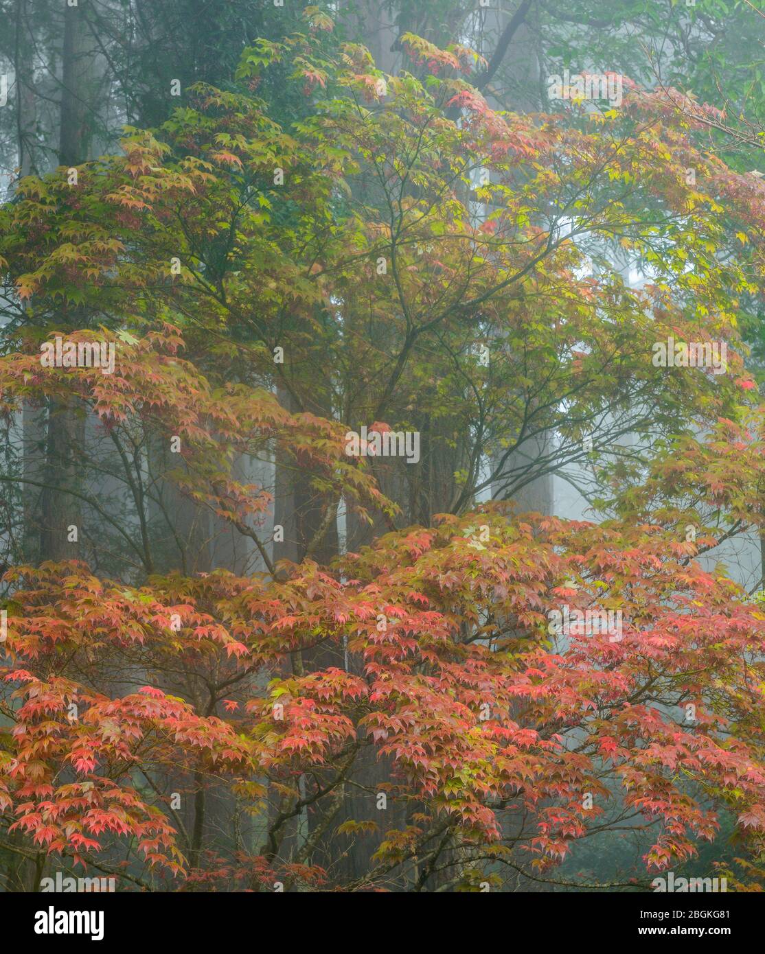 Arce japonés en niebla, secoyas, jardín del cañón de Fern, Mill Valley California Foto de stock