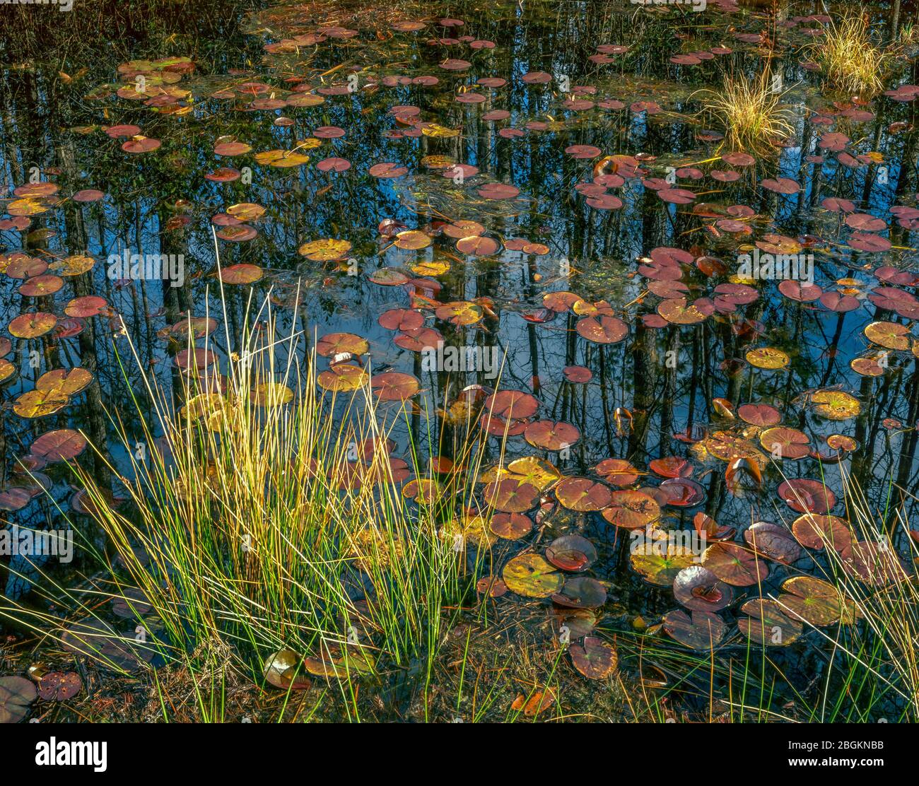 Hellhole Bay, Hellhole Bay Wilderness, Francis Marion National Forest, Carolina del Sur Foto de stock