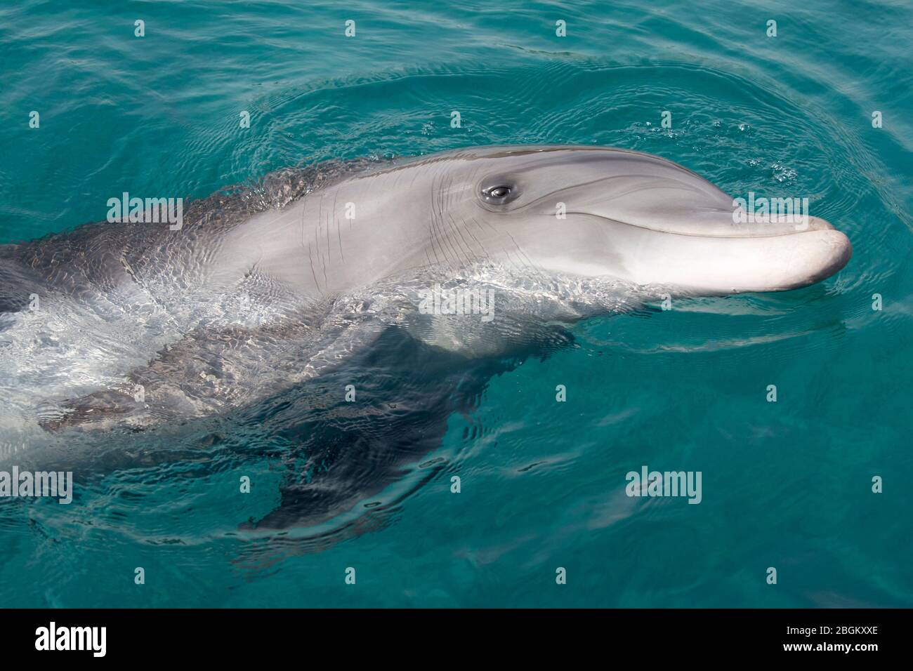 Delfín mular nadando en su lado en el Mar Rojo (Tursiops truncatus) Foto de stock