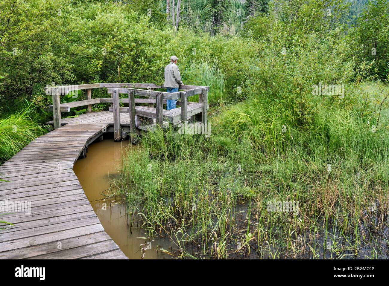 Excursionista, plantas de humedales, ruta Skunk Cabbage Boardwalk Trail