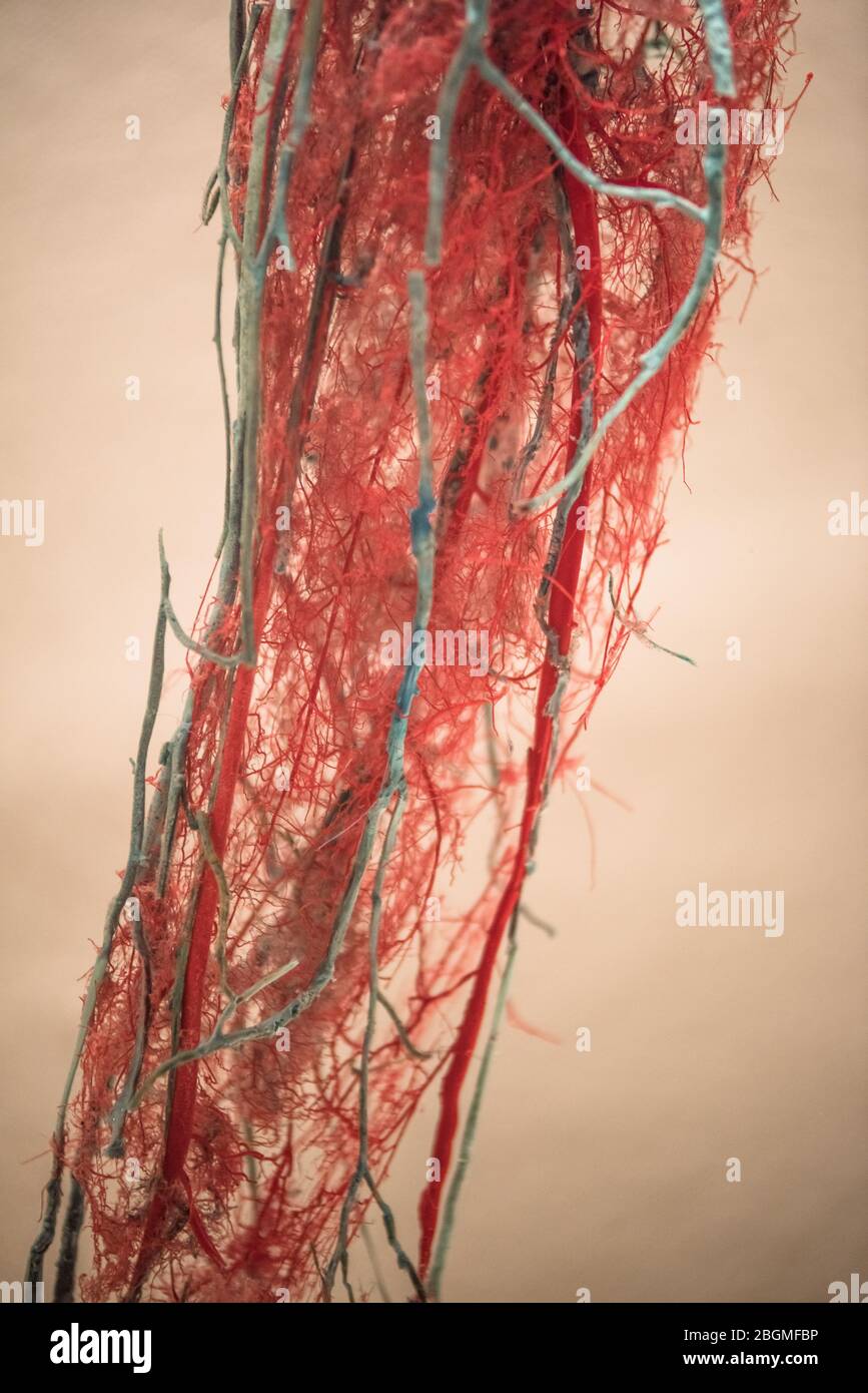 Vasos sanguíneos fotografías e imágenes de alta resolución - Alamy