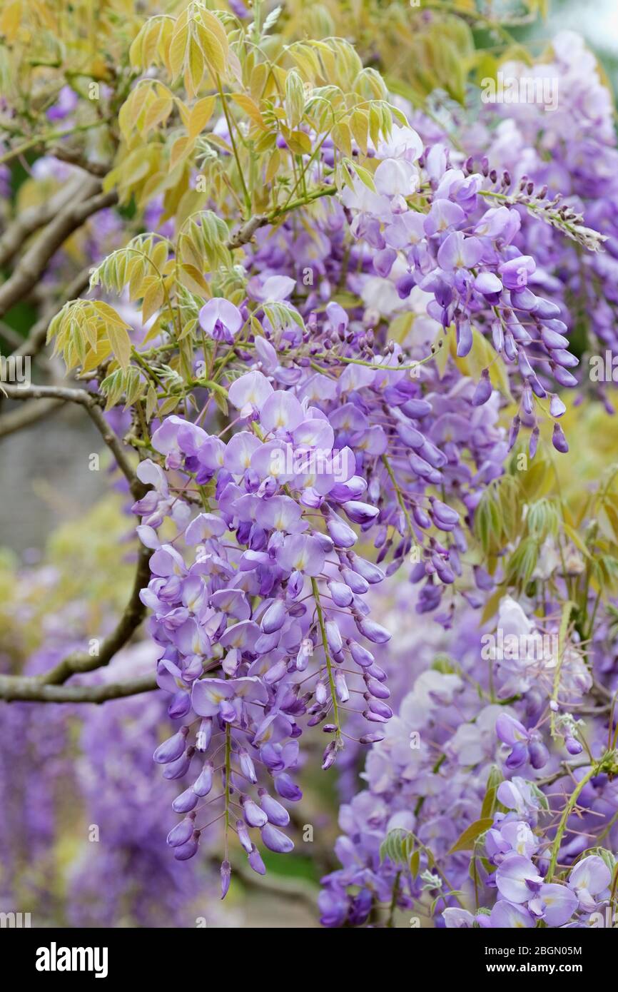 colgantes de flores aromáticas, arvejas, azuladas-lilas Wisteria sinensis o wisteria Fotografía de stock - Alamy