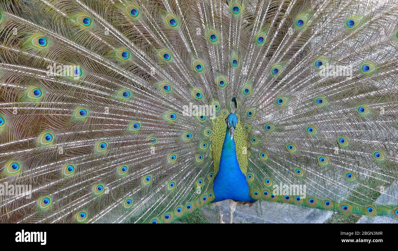 Pájaro macho de pavo real. Abra la cola de plumas. Pavo cristatus. México  Fotografía de stock - Alamy