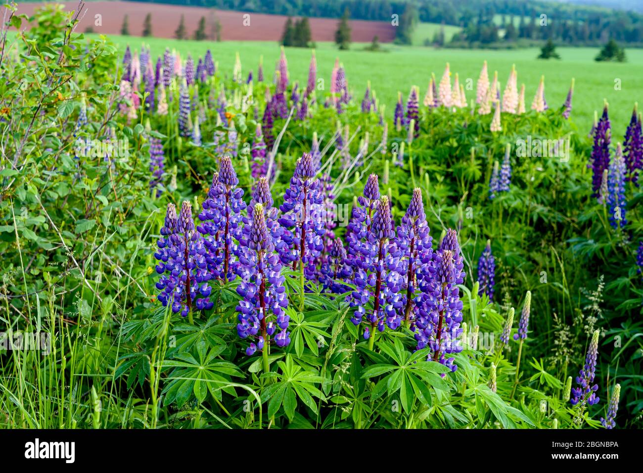 Altramuces creciendo a lo largo de la carretera en la isla rural Prince Edward, Canadá. Foto de stock