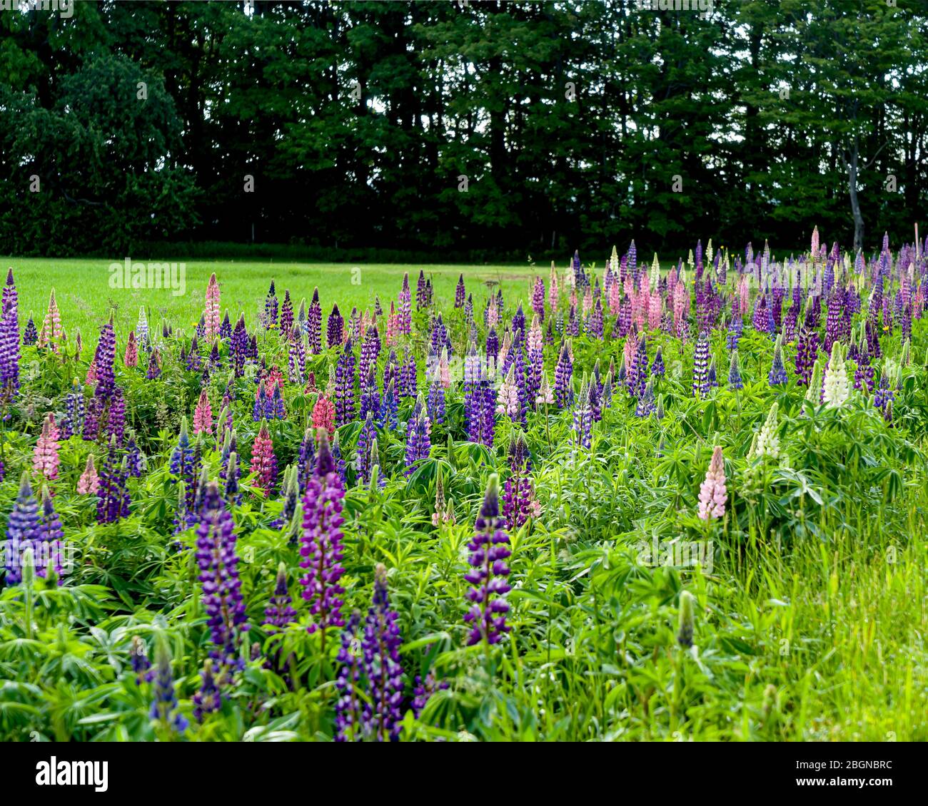 Altramuces creciendo a lo largo de la carretera en la isla rural Prince Edward, Canadá. Foto de stock