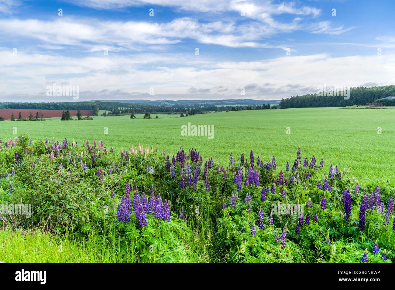 Altramuces creciendo a lo largo de la carretera en la isla rural Prince Edward, Canadá. Foto de stock