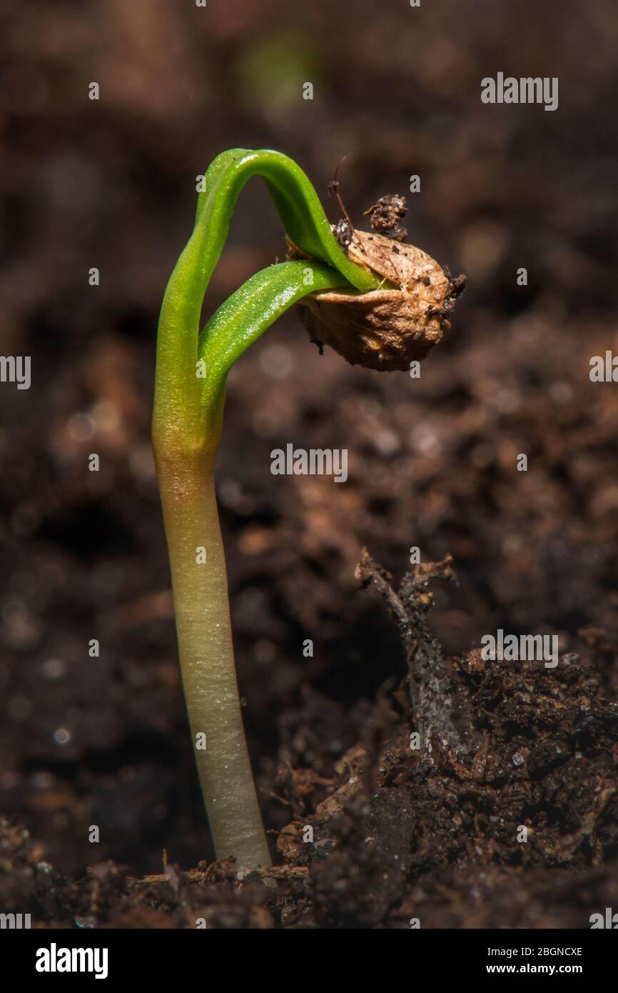 Una semilla de espinaca comienza a crecer Foto de stock