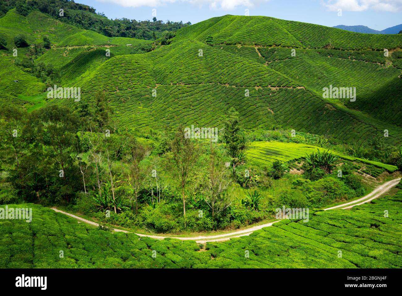 La Boh Tea Company fue fundada en 1929 y es una de las marcas de té más famosas de Malasia. Uno de los lugares más destacados de las tierras altas de Cameron. Foto de stock
