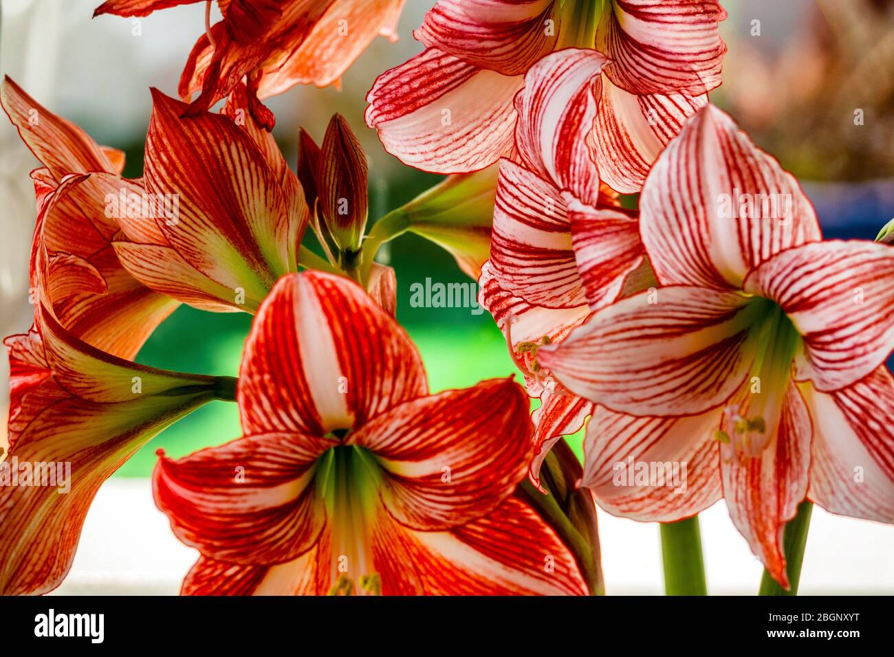 Primer plano de una planta de Amaryllis con flores rojas Fotografía de  stock - Alamy