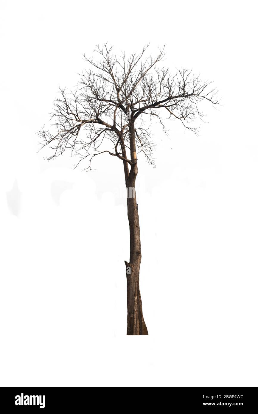 Árboles secos con ramitas secas sobre un fondo blanco a lo largo de la