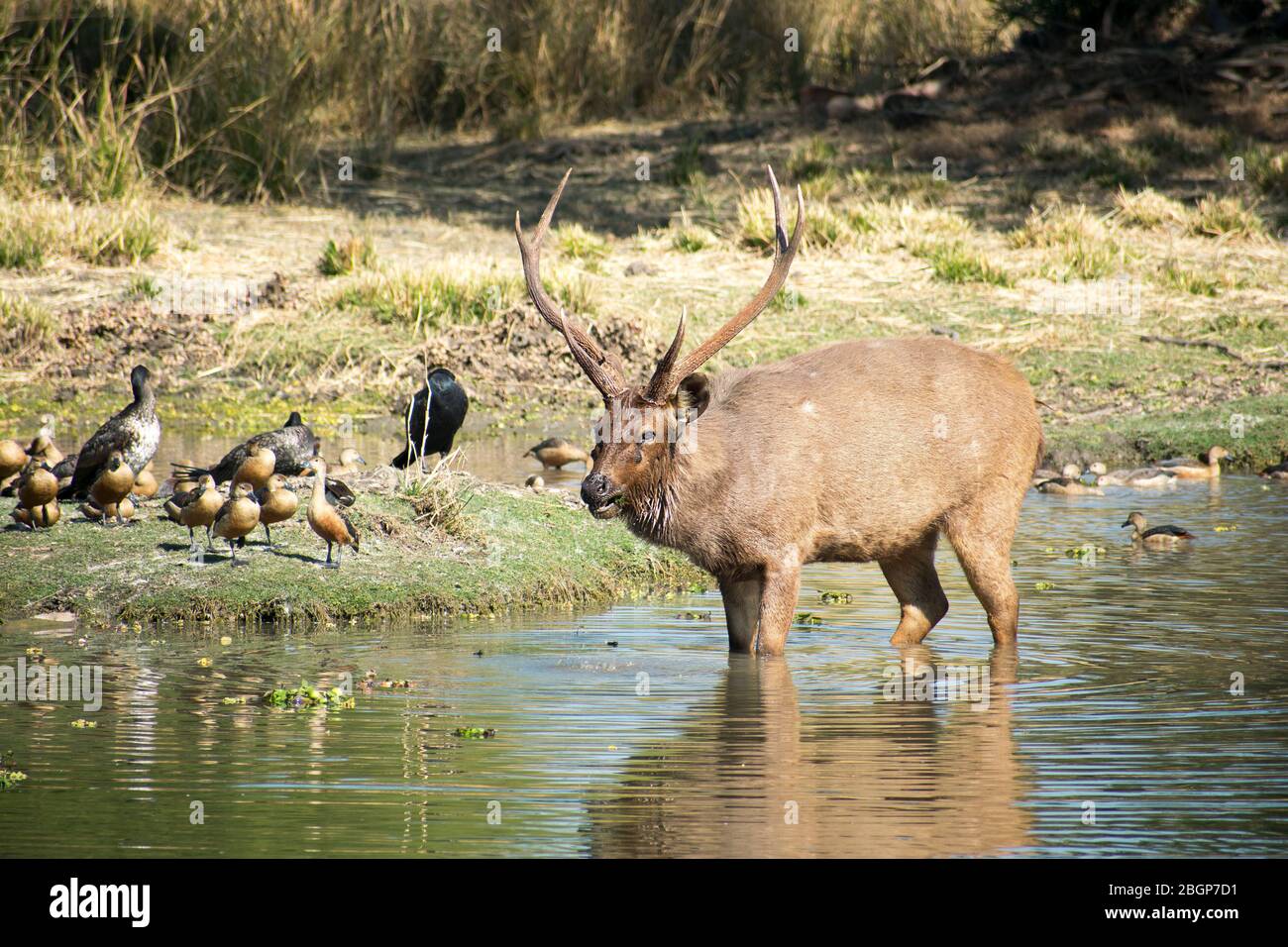 Macho Sambar Deer (Cervus unicolor) agua potable Foto de stock